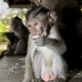 monkey_macaque_balinese_mf_ubud_v_0464_bal0465.jpg